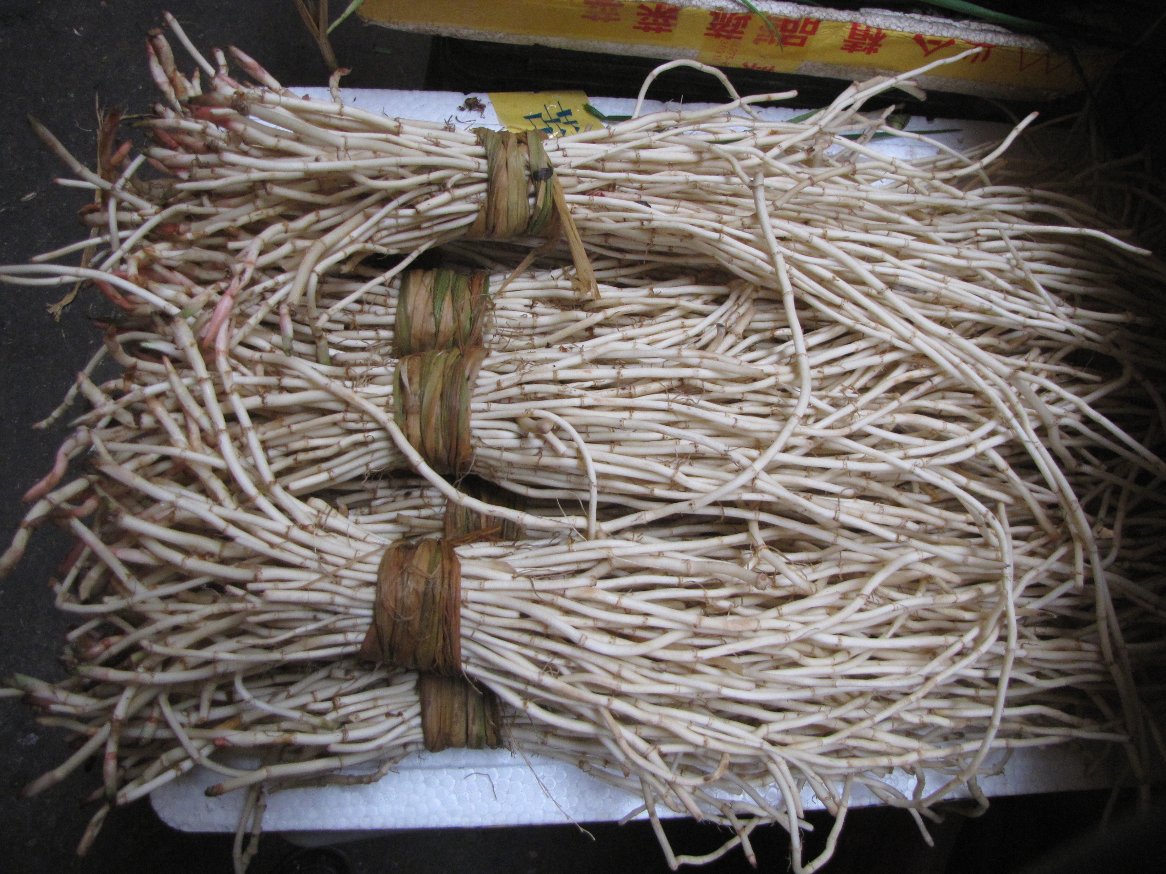 鱼腥草无公害丰产栽培技术,鱼腥草栽培