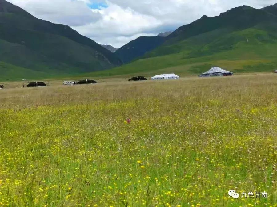 六月下旬甘南大草原花海,七月的甘南草原花海风光