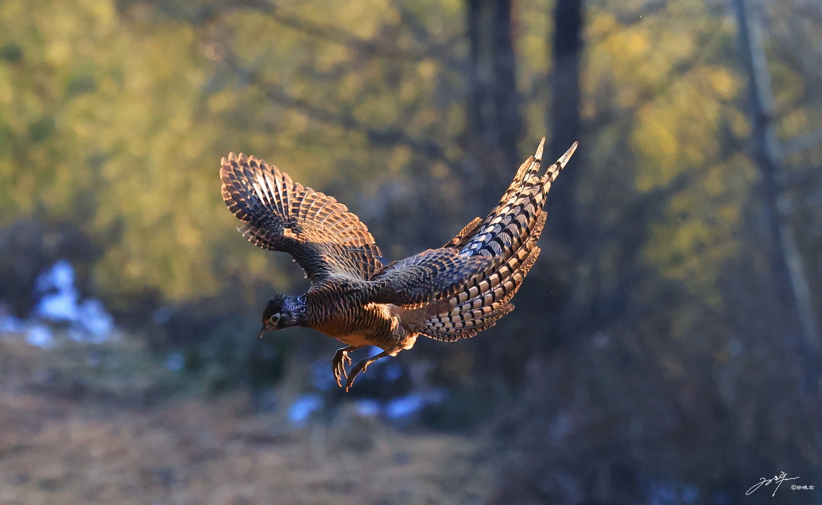 eosr5拍鸟体验,eosr5摄影与视频拍摄技巧大全