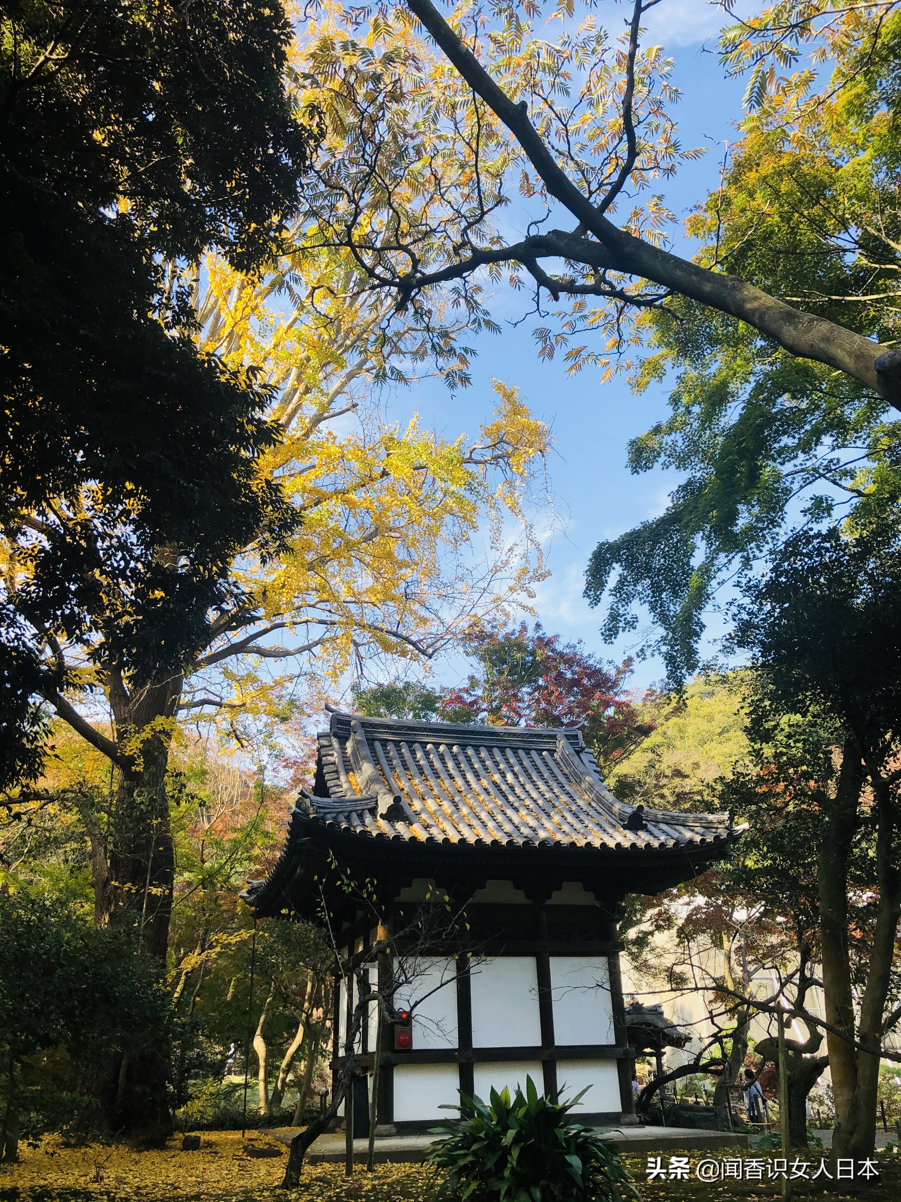 横滨三溪园,横滨三溪园介绍