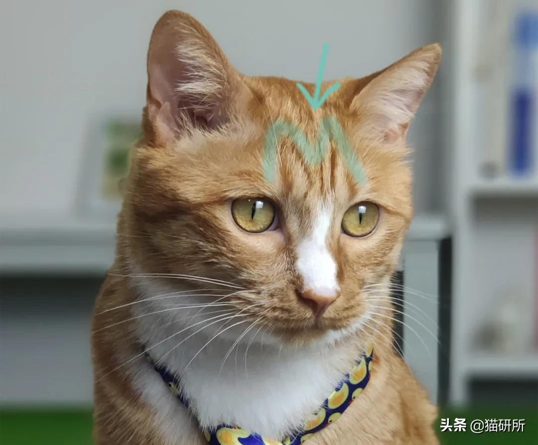 猫咪的花纹是怎么长出来的,猫咪身上的花纹有多奇葩