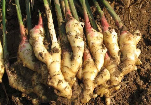 高良姜作用与用途,高良姜可做调料吗