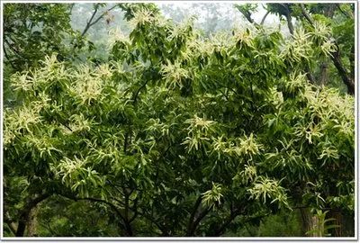 杏子熟了好吃又爽口,周末去近郊景盛源消暑摘杏