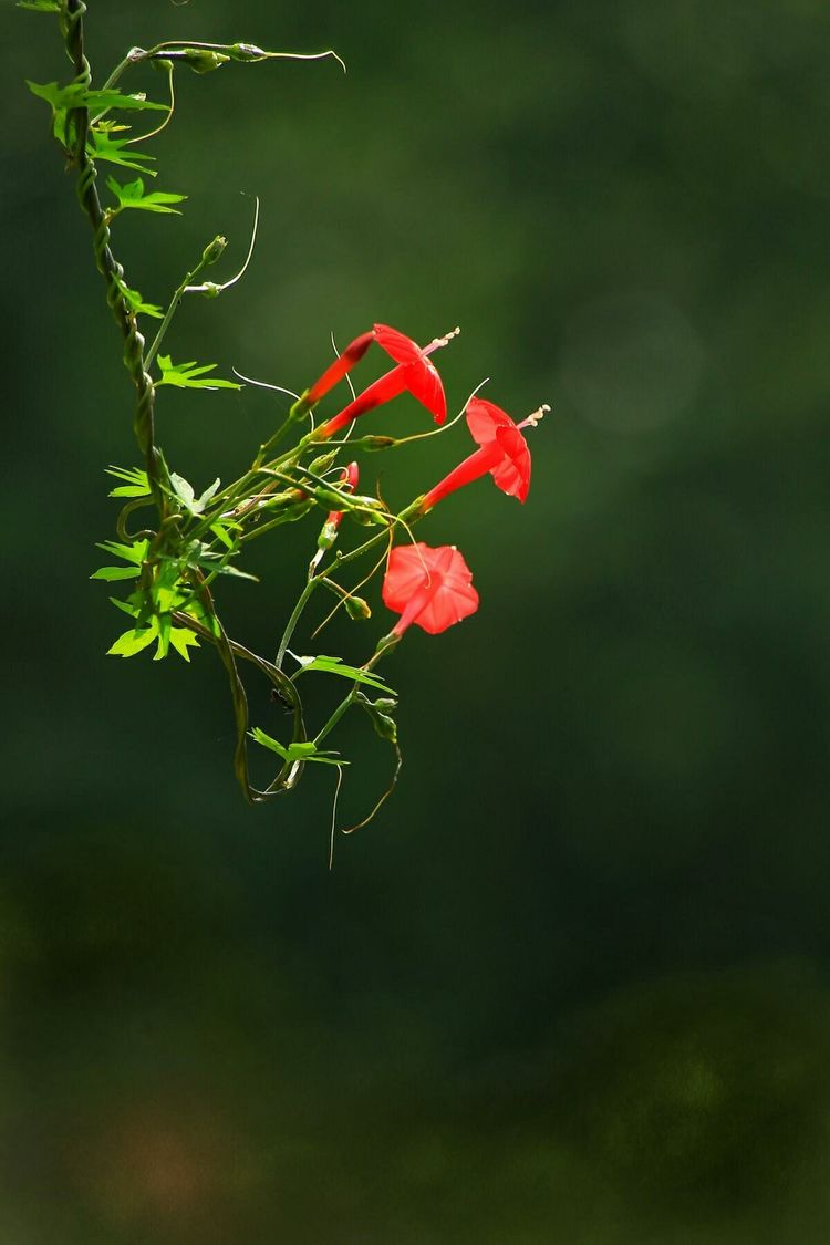 原创蝴蝶恋花,蝶恋花蝴蝶原唱