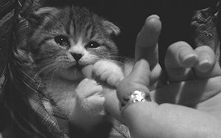 被猫咪舔了是爱的表现吗,被猫咪舔脸什么感觉