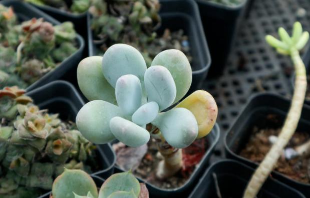 多肉叶子变软了蔫蔫的怎么救活,多肉叶子发软打蔫儿怎么处理