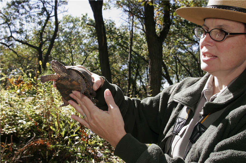 乌龟被吃了壳碎了,乌龟被螃蟹吃成骨架