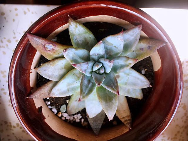 多肉买回来不长花箭,多肉买回来不换土几天浇水