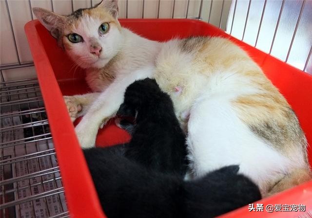 繁育的母猫都怎么处理,母猫产后容易出现的问题