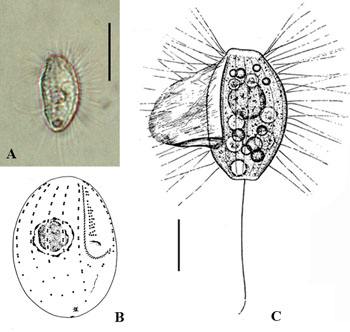 斑节对虾养殖过程中纤毛虫的危害,青蟹纤毛虫病图片及防治