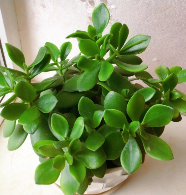 100种适合室内养的植物盆栽,10种适合室内摆放的花卉盆栽推荐