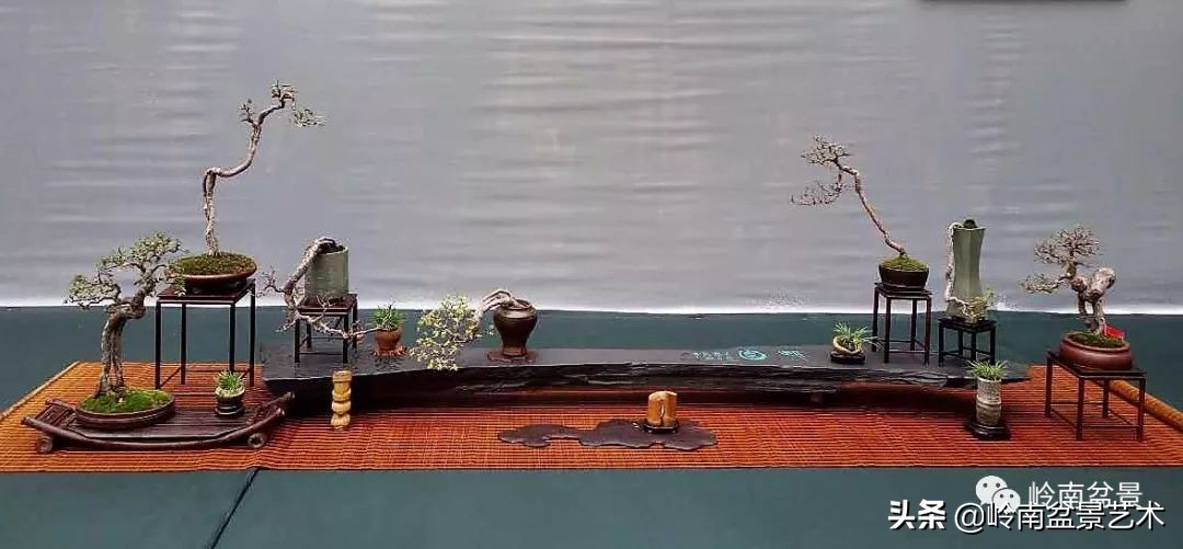 室内十大盆景名贵树种排名,十大盆景名贵树种排名火棘