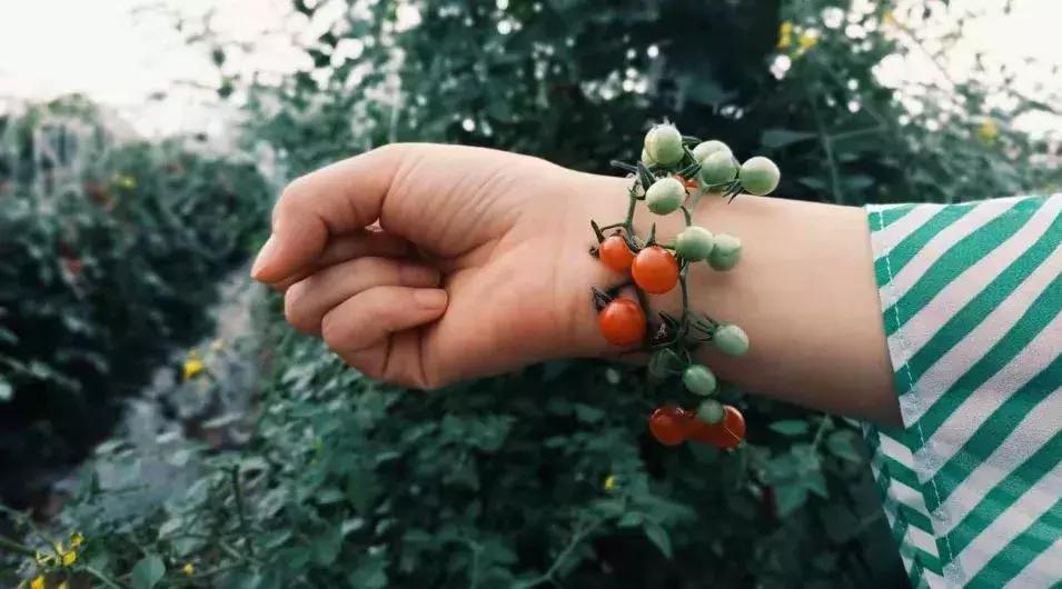 被“致富经”忽悠养殖野鸡，没想到失败以后反而成了番茄大王