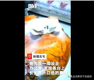 男子一周没回办公室，新买茶台竟长出这个，网友建议吃掉