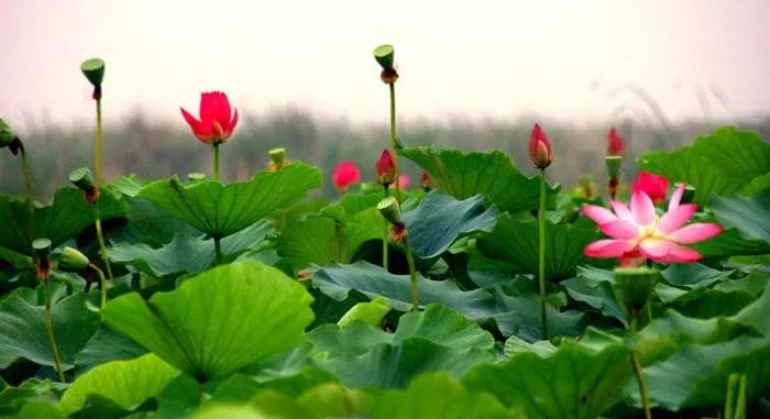 「992|动听河北」这片湖被称作“东亚蓝宝石”，竟是禹王治水留下的“禹迹”