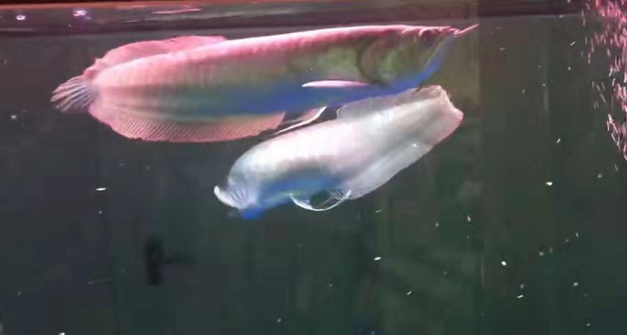 观赏鱼得水霉病用什么药最可靠,观赏鱼水霉病什么现象