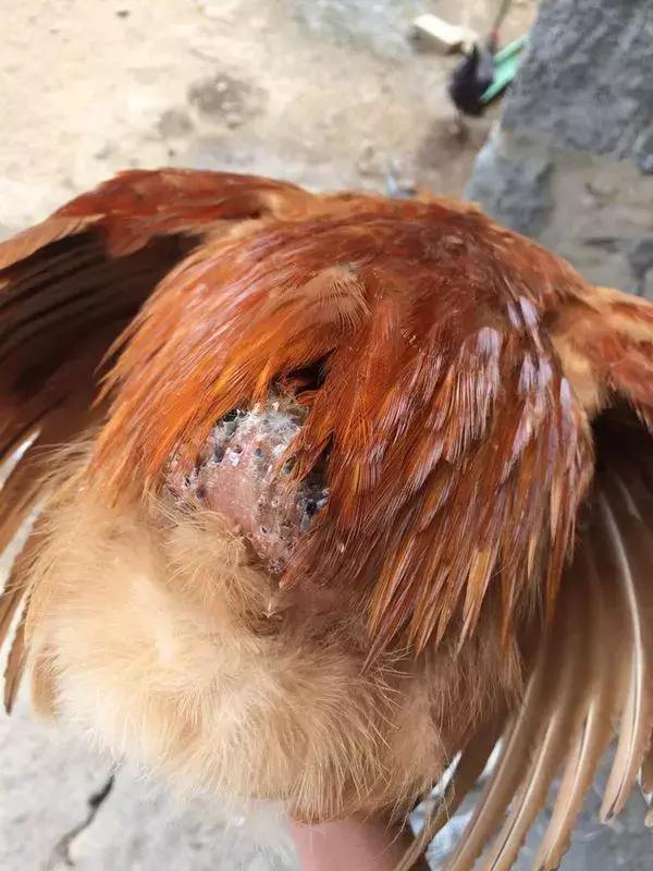 刚开产蛋鸡出现啄肛如何预防治疗,小鸡啄羽啄肛是怎么回事用什么药