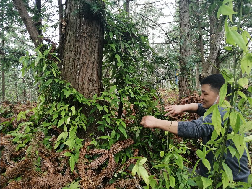 四明山哪座山上有黄精,四明山哪里有山黄精