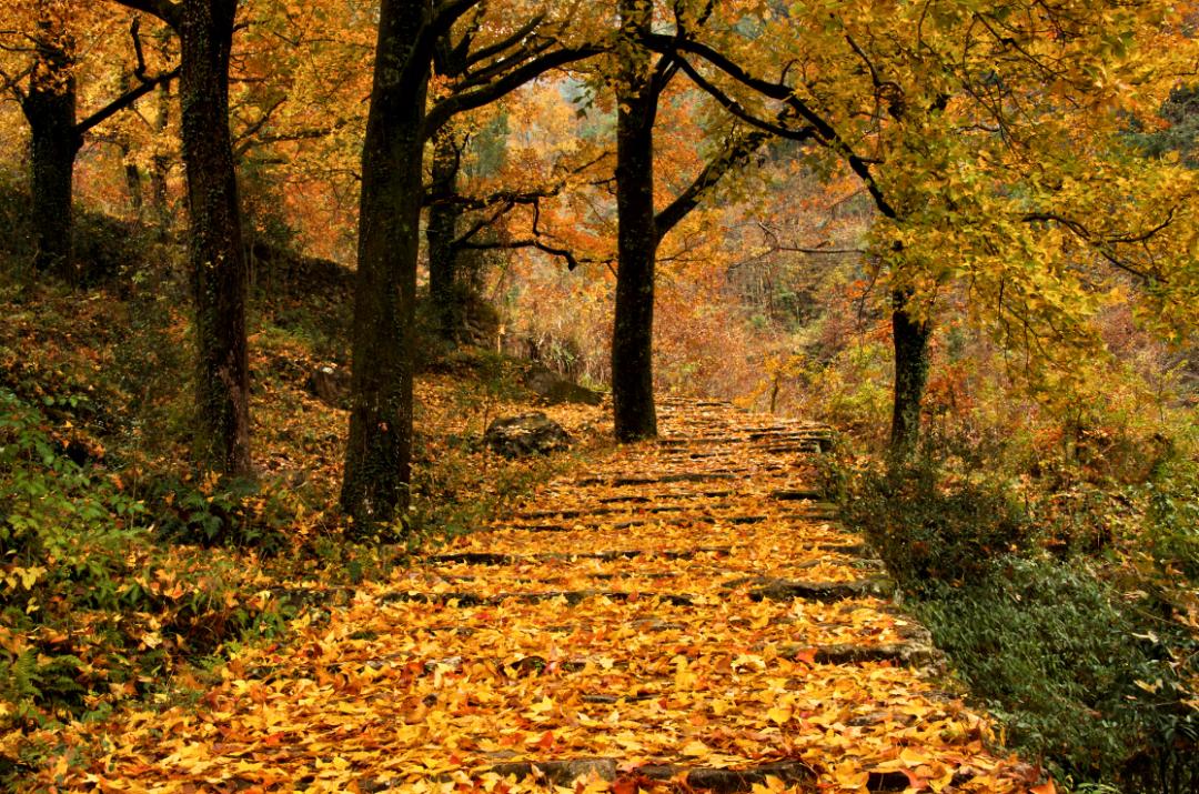 免费森林公园门票优惠活动,森林康养旅游胜地有哪些