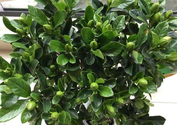 栀子花出现黄叶怎么办,栀子花黄叶怎么办小视频