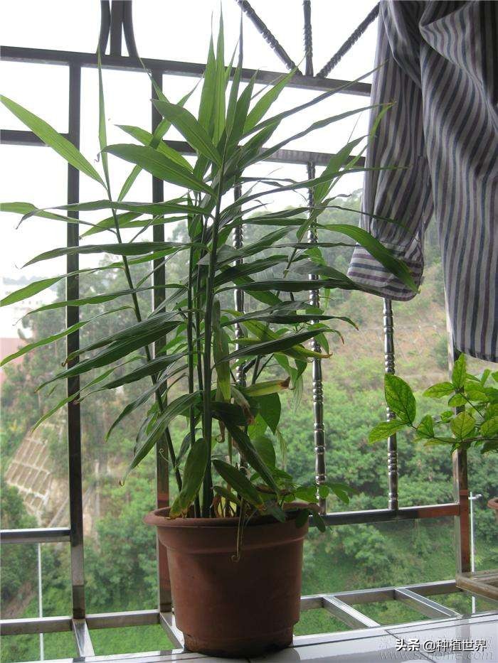 冬吃萝卜夏吃姜但你的姜吃对了吗,冬吃萝卜夏吃姜你真的适合吃姜吗