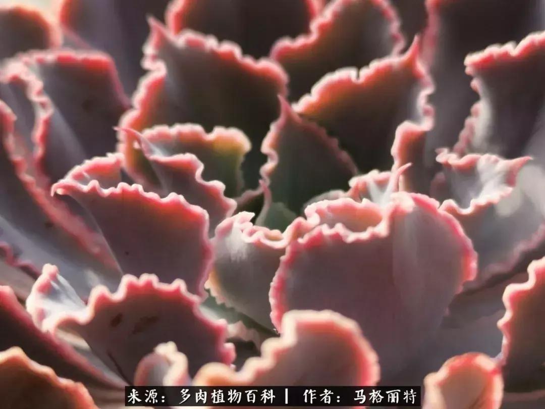 北方阳台多肉怎么过冬,北方阳台多肉