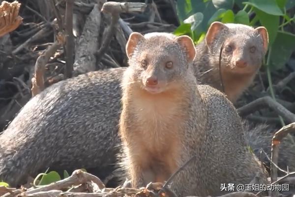 平头哥和蛇獴为什么不怕蛇毒,蛇獴vs平头哥吃蛇哪个厉害