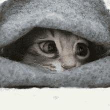 养猫怎么防止猫咪跑丢,猫咪走丢3招快速找回