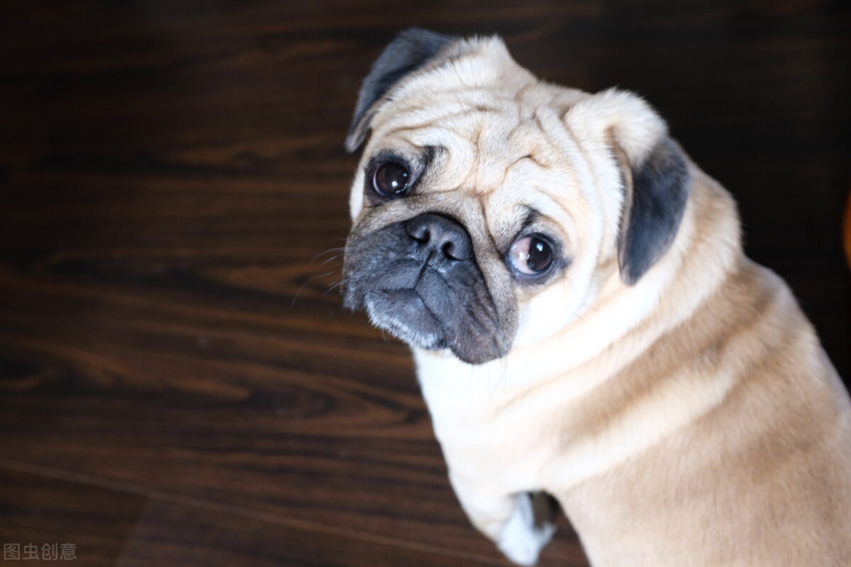 巴哥犬好养吗养巴哥犬的注意事项,八哥犬和巴哥犬有什么区别呢