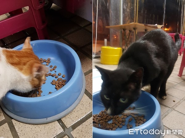 给浪喵饲料整桶不见? 调监视器发现2狗偷吃+外带