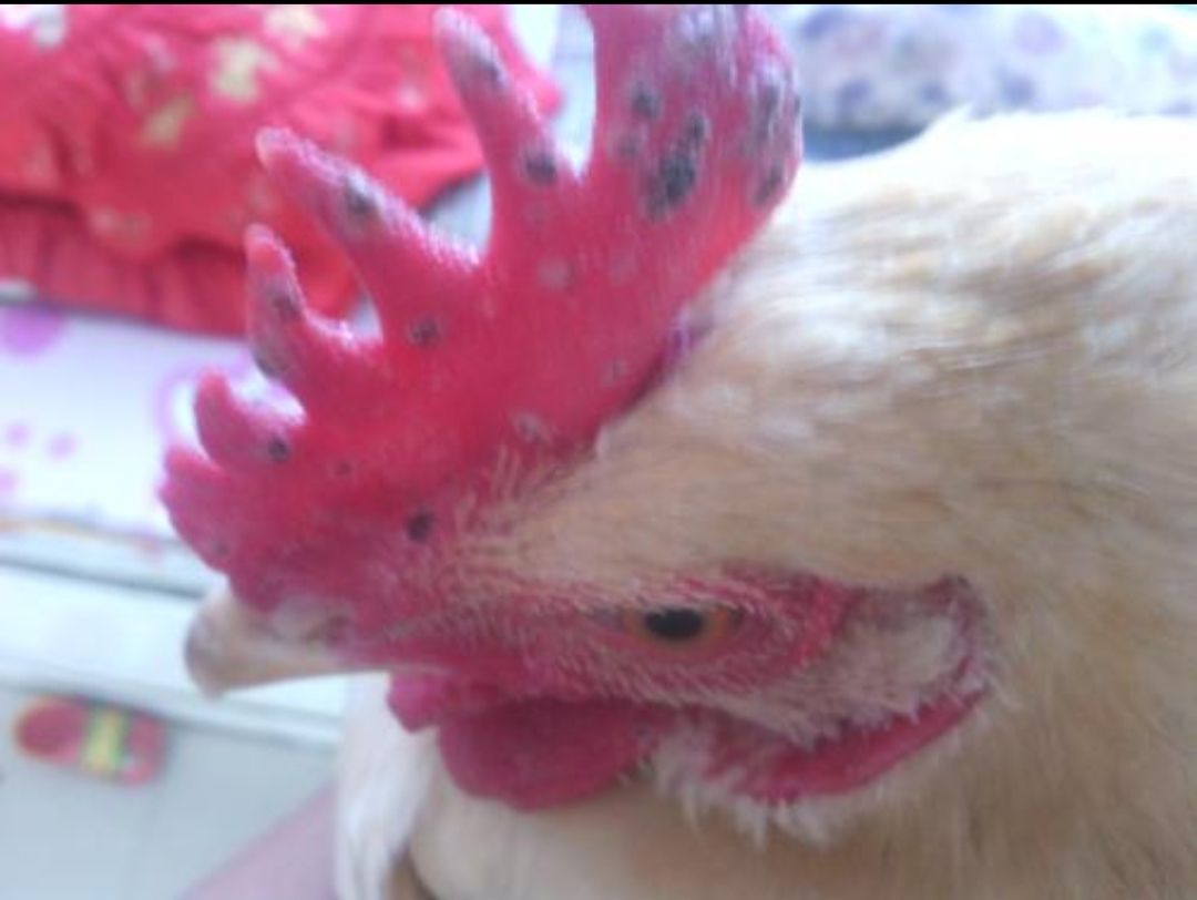 鸡场的鸡虱子怎么防治,鸡群出现流感怎么回事