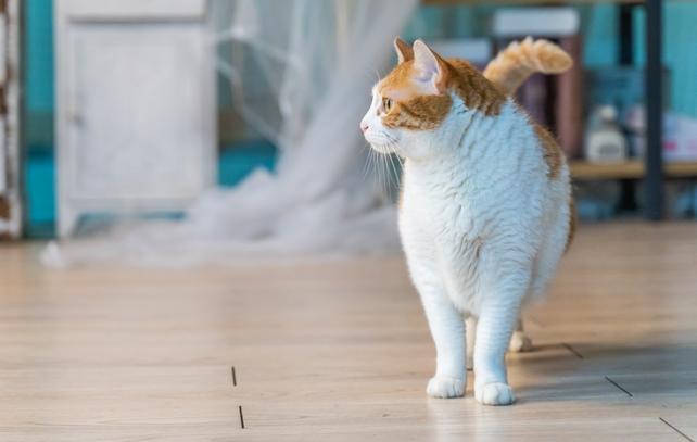 猫咪流鼻涕了用什么药,猫咪流鼻涕是什么原因引起的