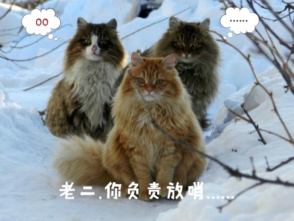 圣诞节的喵星人霸气又略萌，猫奴必看！又骗我养猫？