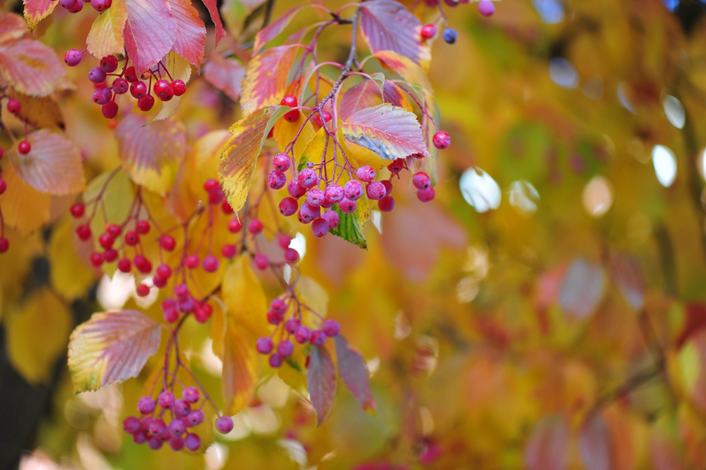#植物鉴赏#秋日有惊喜，又好看又好吃——水榆花楸，韩国的？