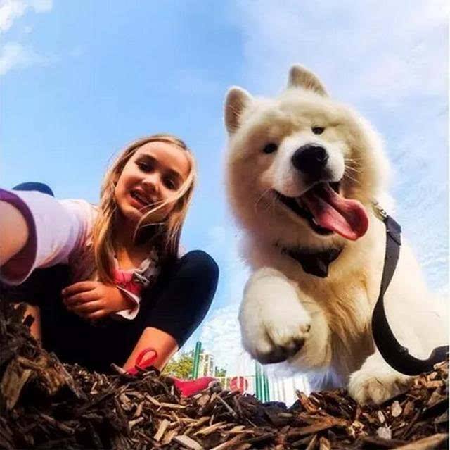 饲养萨摩耶需要注意的一些事项,如何正确的饲养萨摩耶