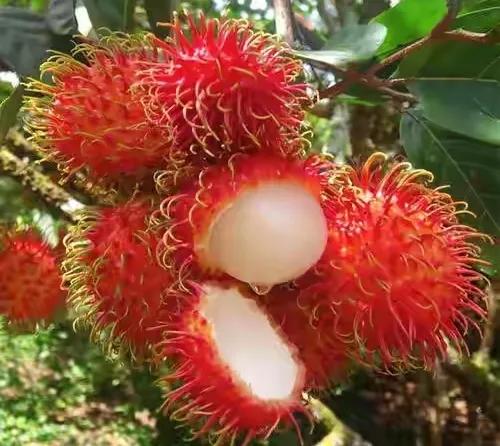 80后90后农村儿时零食野果,在海南儿时吃的野果还记得几种