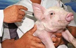 猪打针过敏反应症状,猪防疫过敏打什么针