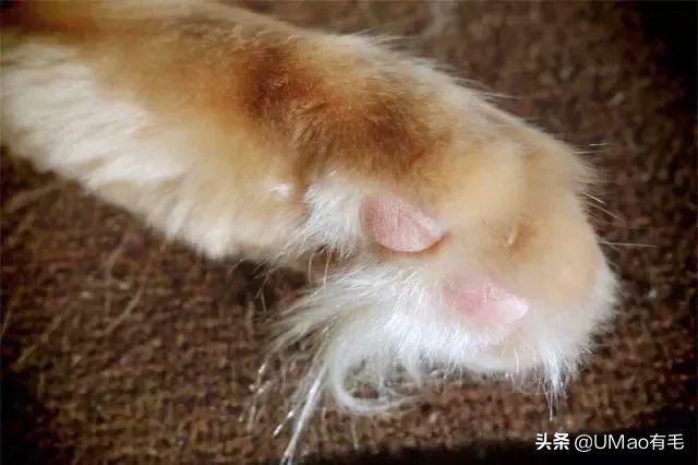 脚毛太长要刮掉吗,脚毛太长了能不能刮