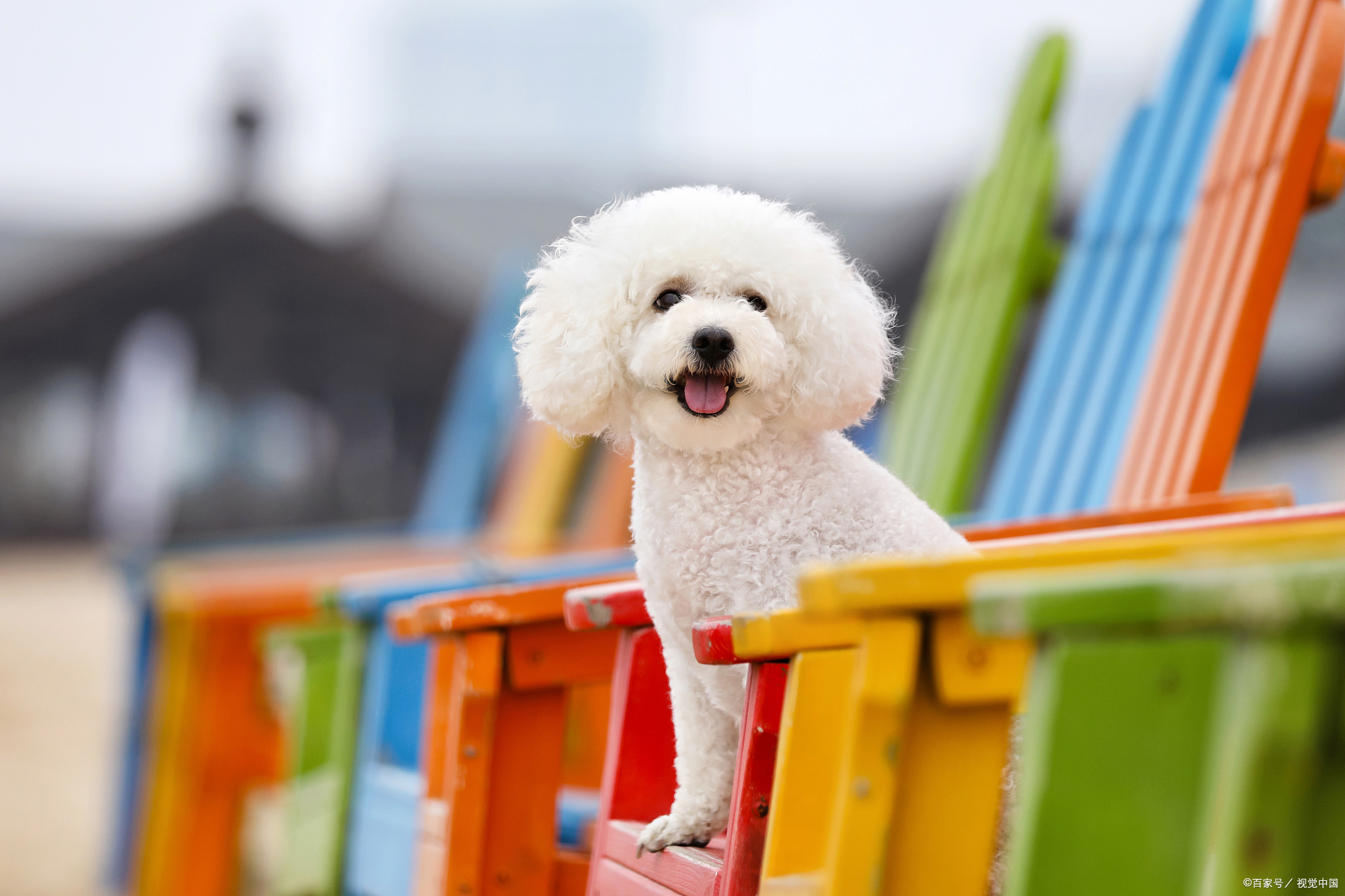 比熊狗狗的优点和缺点,比熊漂亮吗