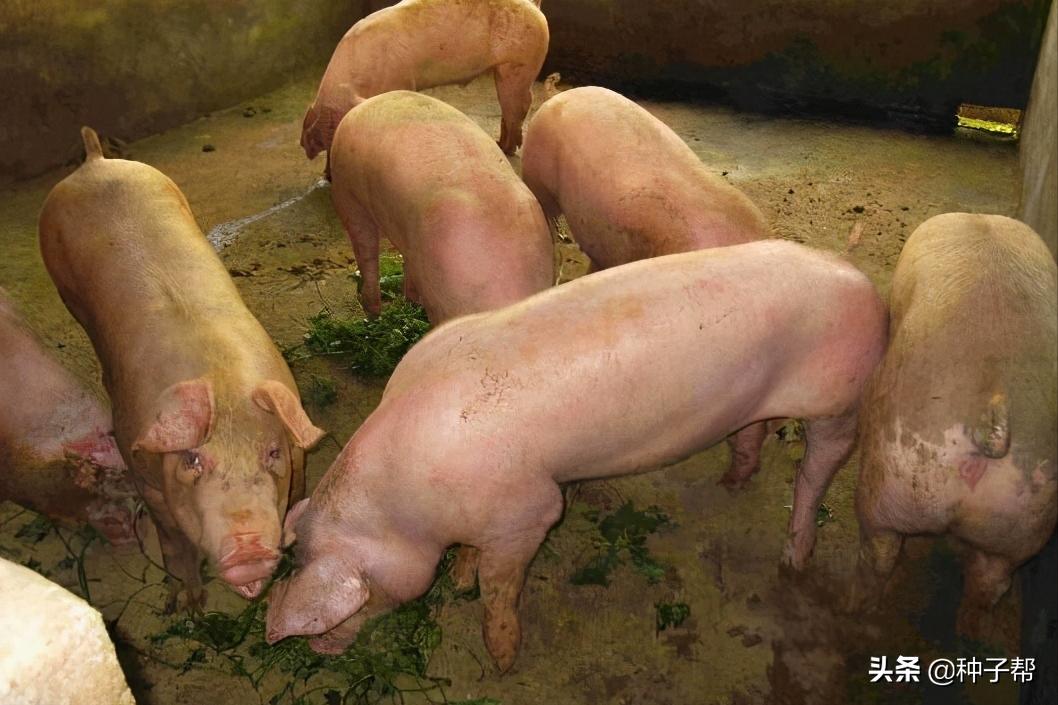 种菊苣牧草，养殖一头猪能赚多少？猪价连续下跌34%，该如何应对