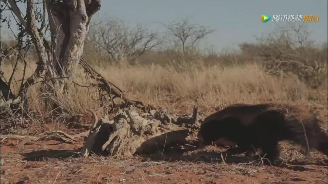 跟狮子抢肉，怼非洲鬣狗，看硬核“平头姐”成长史！
