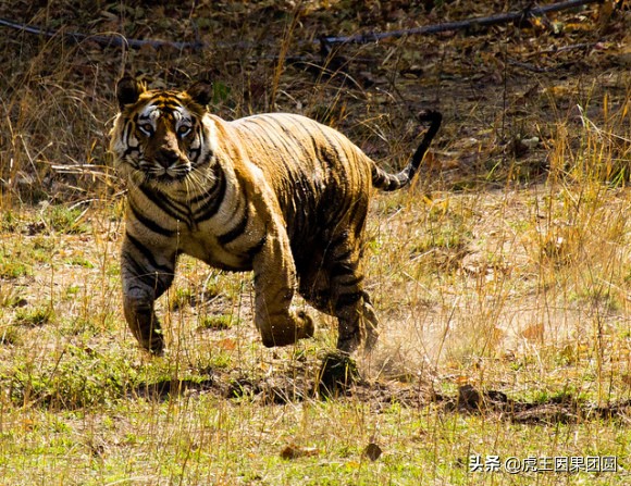 巴梅拉雄虎,传奇虎王战斗视频