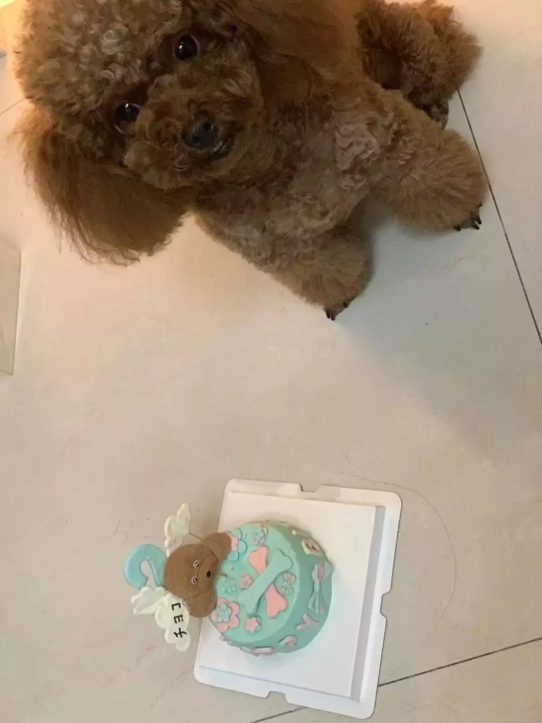 「活动」表达爱的方式有很多，选择联萌宠物餐厅是最直接的一种