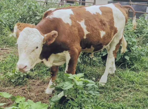 牛精料吃多不反刍怎么治,牛吃得少反刍少怎么护理