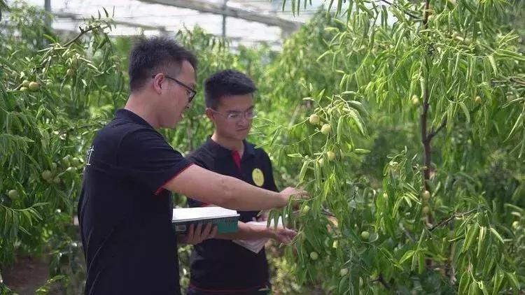 陕西哈密瓜第一村:大荔县东野鹊村