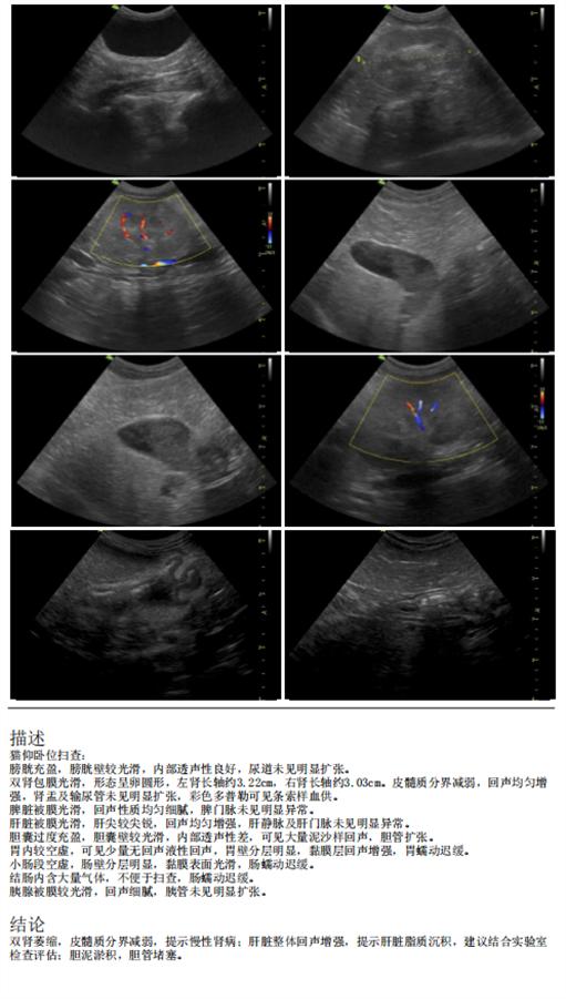 猫咪脂肪肝黄疸的真实经历,猫咪脂肪肝在家治疗方法