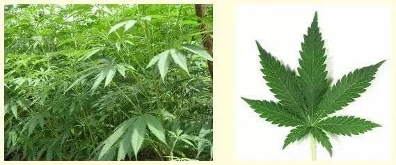 糊涂!为缓解焦虑抑郁,揭西一少年竟敢网购此物……