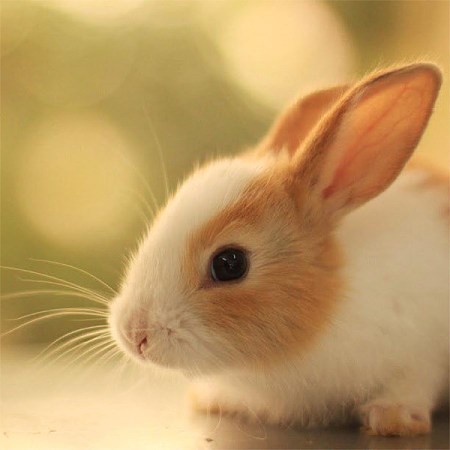 兔子好饲养吗,兔子好养殖么