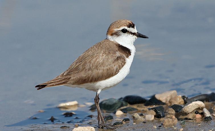 广东常见鸟类图谱图文,广东常见鸟类图谱