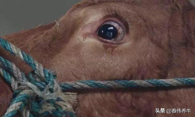 牛不反刍！不倒嚼！按这个方法治疗！百试百灵！